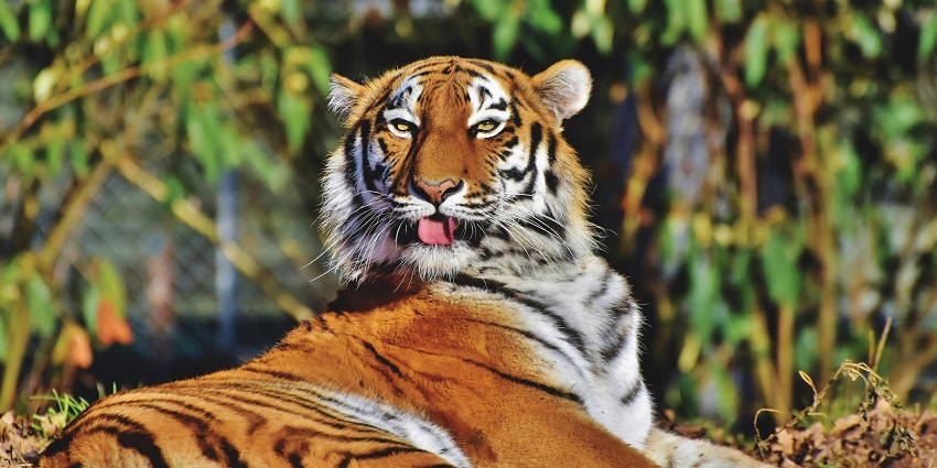 A tiger at the Indira Gandhi Zoological Park, one of the top zoos in Andhra Pradesh.