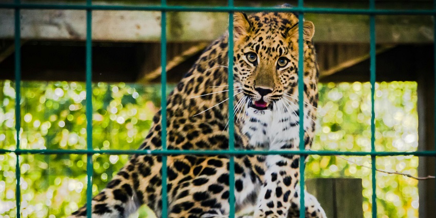 An image of visitors exploring the Indore Zoo near Shell City Water Park Indore.