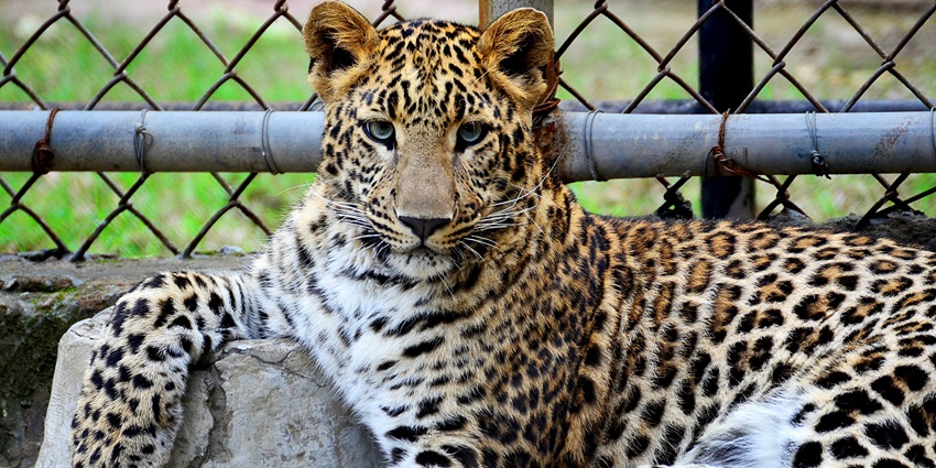 An image of the Indore Zoo, located near Crescent Water Park Indore, highlighting wildlife and nature.