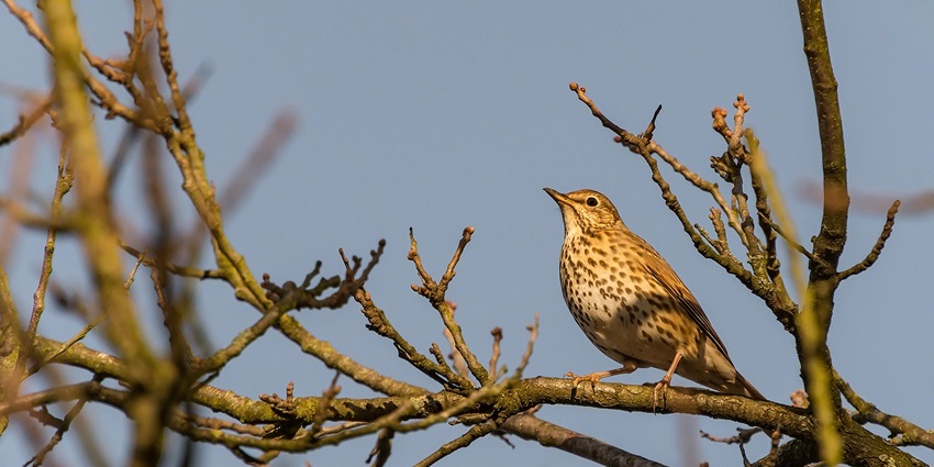 An image of an exotic thrush percehed on a tree branch with scenic backdrop, one of the best things to see in Megamalai.