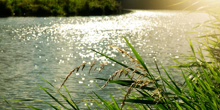 Jakkur Lake is one of the most famous and largest lakes to explore in Bangalore.