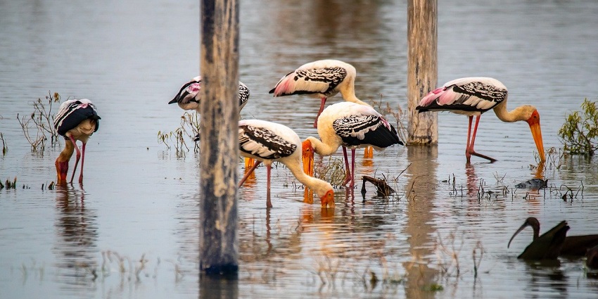 A stork stands gracefully by the lake, showcasing its elegant features in a habitat.