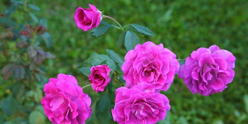 The Japanese Rose Garden is one of the best places to visit in Nagpur for couples with vibrant roses