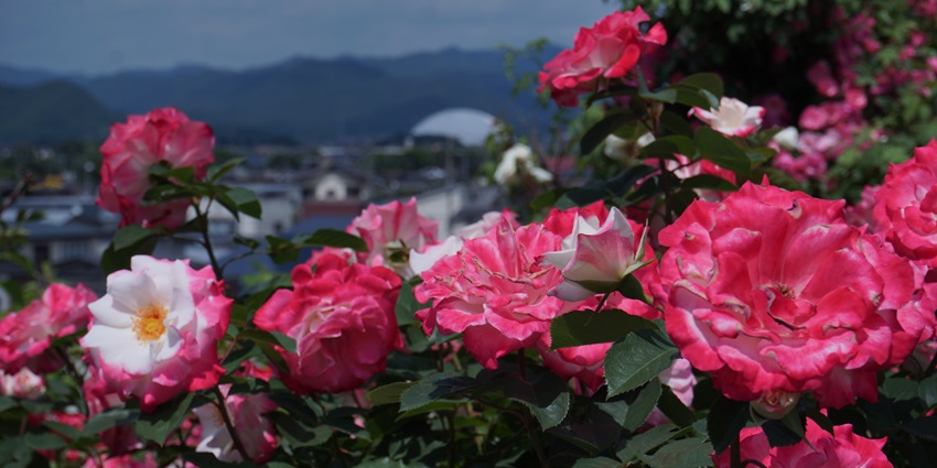 The beautiful rose garden nestled in the city of Nagpur