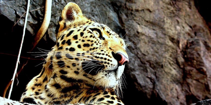 Jawai night safari in Pushkar reveals leopards, crocodiles, and unique wildlife.