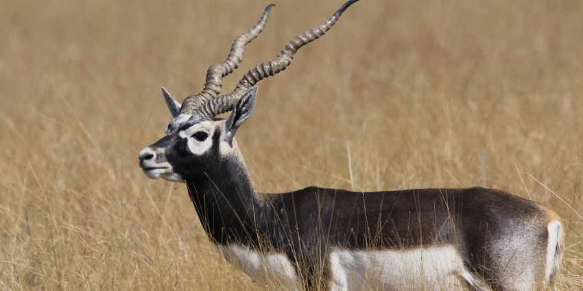 Graceful blackbuck in its natural habitat at one of the places to visit near Tumkur.
