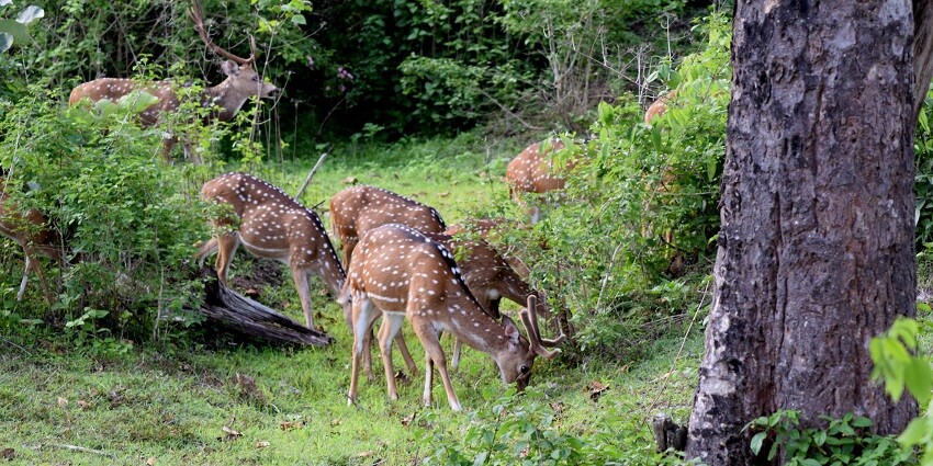 Jayaprakash Narayan Biodiversity Park is a sanctuary for diverse plant and animal species.
