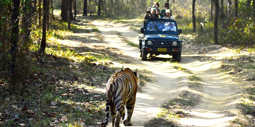 View of a tiger captured during jeep safari which is an exciting adventure in Kanha National Park.