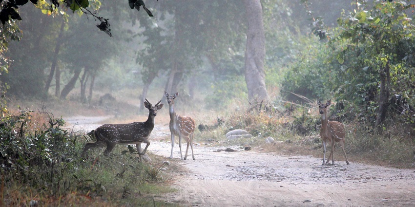 Watch spotted deers in Jim Corbett National Park, one of India’s oldest wildlife parks