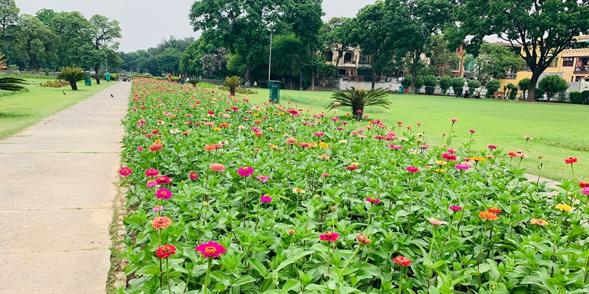 View of the vibrant flowers blooming in the Johnson & Johnson Garden