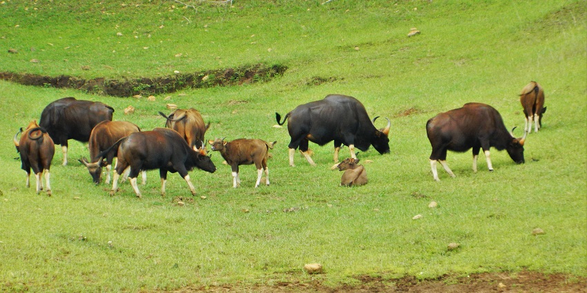 Enjoying a safari at Dandeli Wildlife Sanctuary is one of the best things to do in Dandeli.