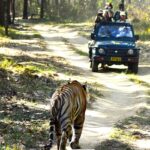 Jungle safari in Chennai offers thrilling wildlife experiences and adventures.