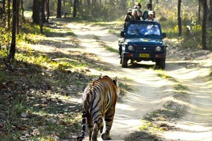 Jungle safari in Chennai offers thrilling wildlife experiences and adventures.