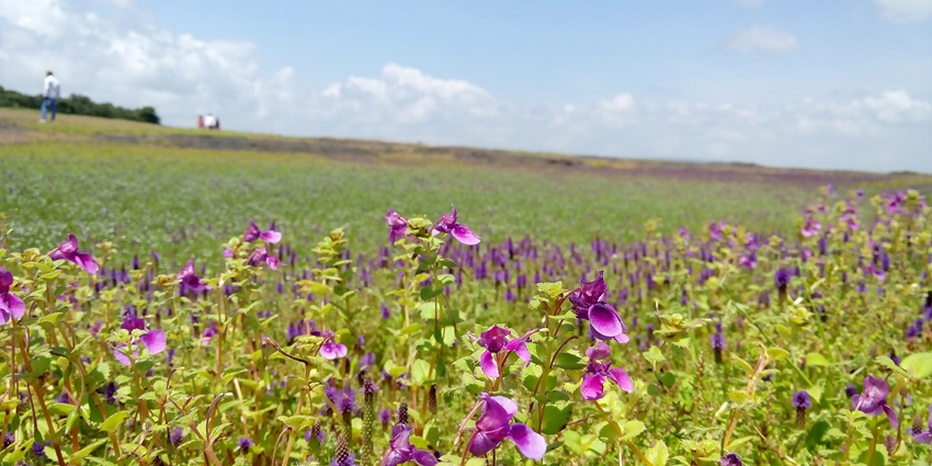Kaas Lake is surrounded by lush greenery and seasonal wildflowers in the Kaas Plateau.