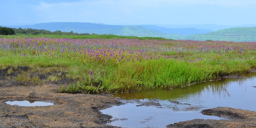 Kaas Plateau, the valley of flowers, is one of the most beautiful places to visit in Wai