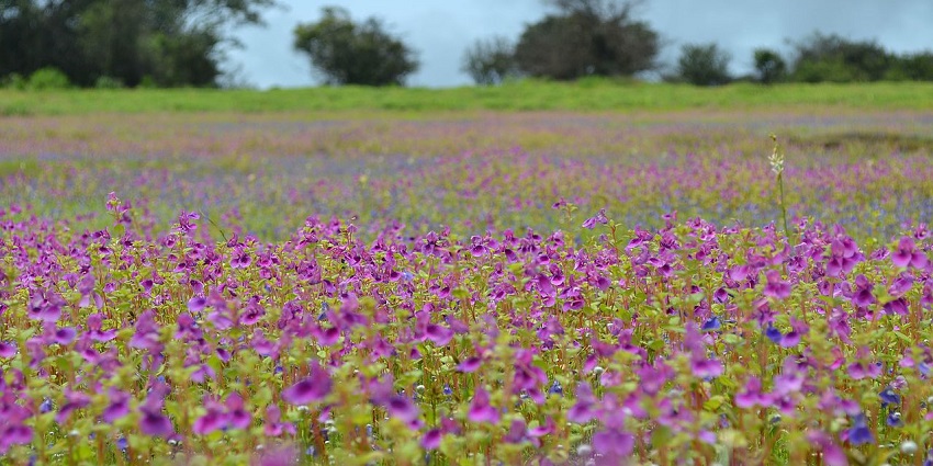 Kaas Plateau features vibrant floral landscapes, and biodiversity.