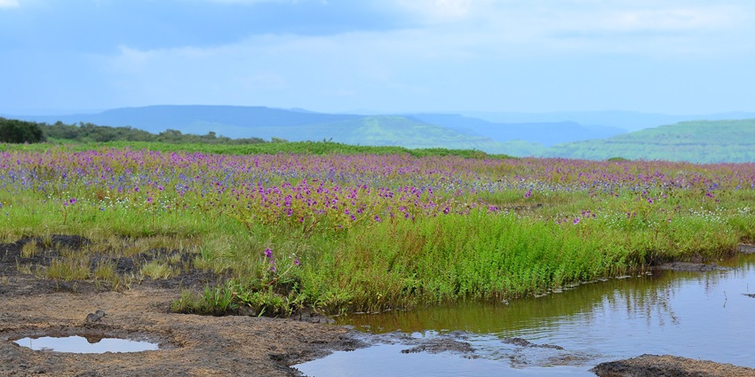 An image of vibrant plateau adorned with blooming wildflowers in diverse colours.