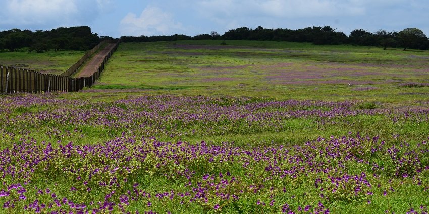 Vibrant Law's Balsam flowers blooming across the scenic Kaas Plateau, surrounded by greenery.