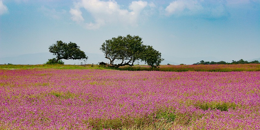 Kaas Plateau features stunning wildflower blooms during monsoon season