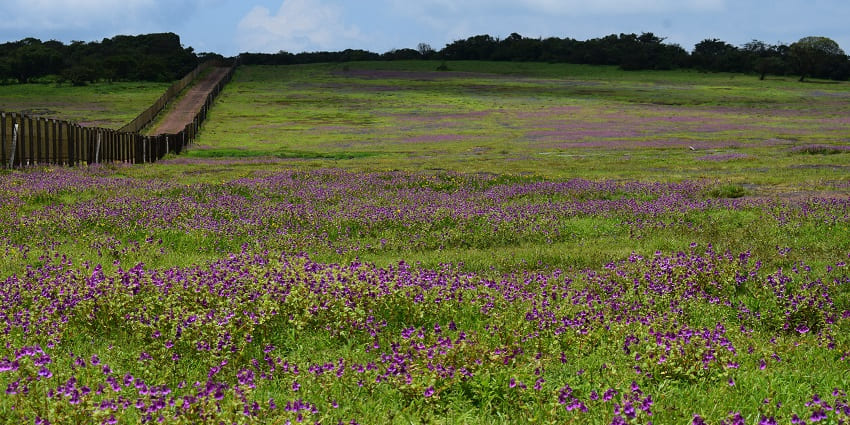 A Kaas Plateau landscape, showcasing a vibrant array of blue flowers and a walking trail.