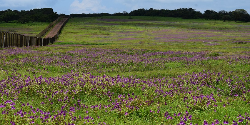 Kaas plateau covered in the sea of Law's balsam, a purple flower in Satara district.