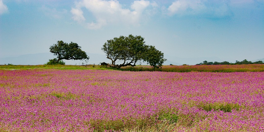Stunning floral landscape, known for vibrant seasonal wildflower blooms.