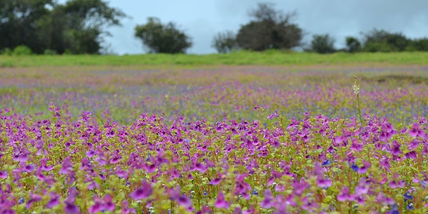 Kaas Plateau blooms beautifully and is one of the famous places near Satara Fort.