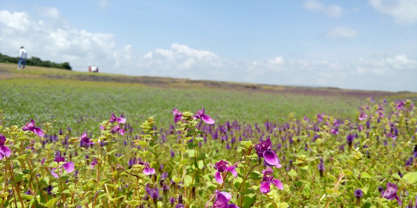 A UNESCO site, Kaas Plateau is one of the best places to visit in Satara city.