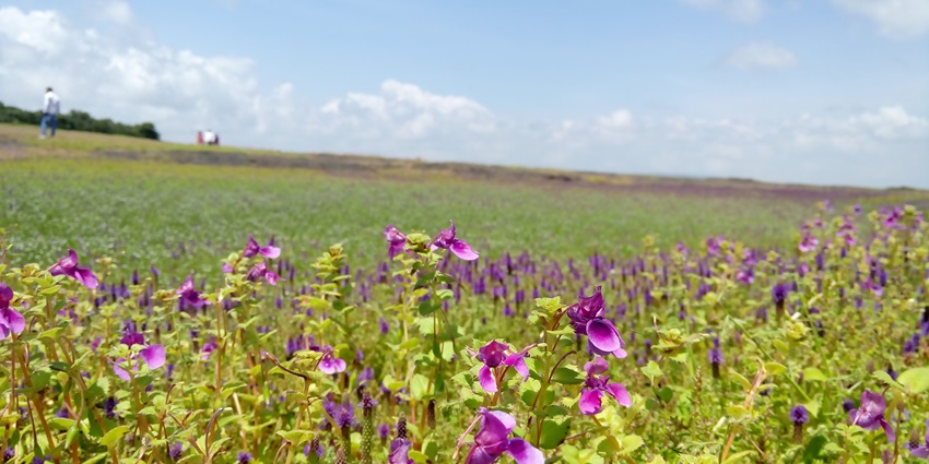 Scenic view of lush meadows and blooming flowers in Kaas Plateau.