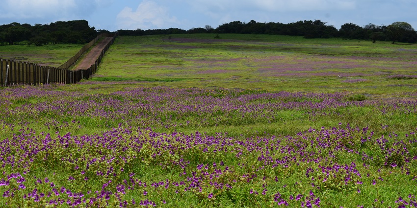 Clusters of small pinkish-purple blossoms atop slender green stems in bloom.