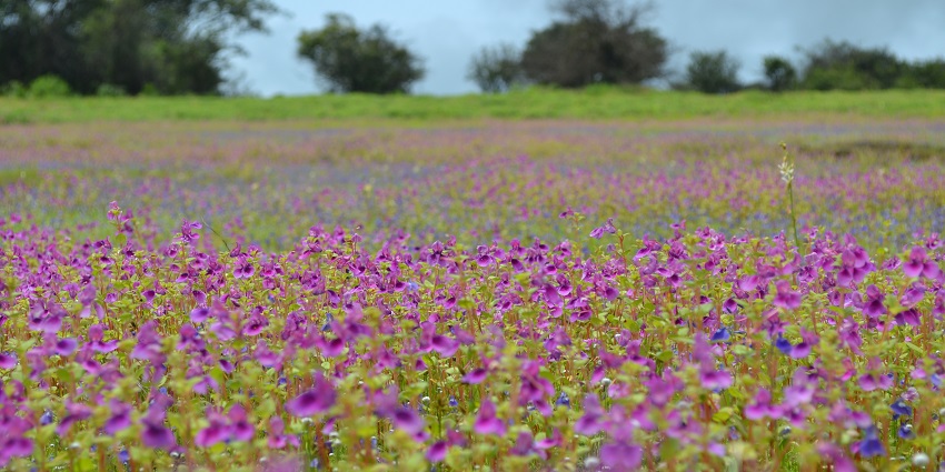A colorful carpet of blooming flowers at Kaas Plateau during August in Maharashtra