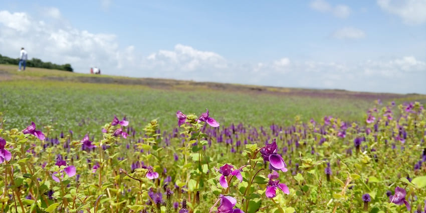 Kaas Plateau features vibrant wildflower blooms, biodiversity, and scenic Sahyadri views
