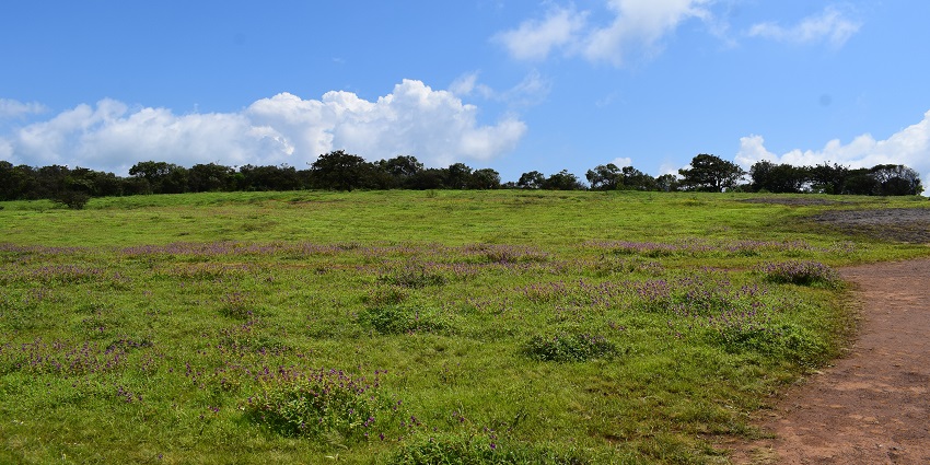 An image of colourful wildflowers blooming on the Kaas Plateau with lush green hills.
