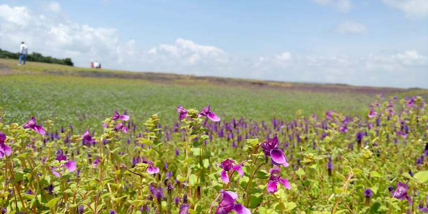 Flowers bloom in the Kaas Plateau, a popular place near Sagareshwar Wildlife Sanctuary.