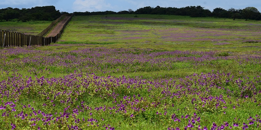 A picture of Kaas Plateau, one of the beautiful places to visit Satara in Summer.