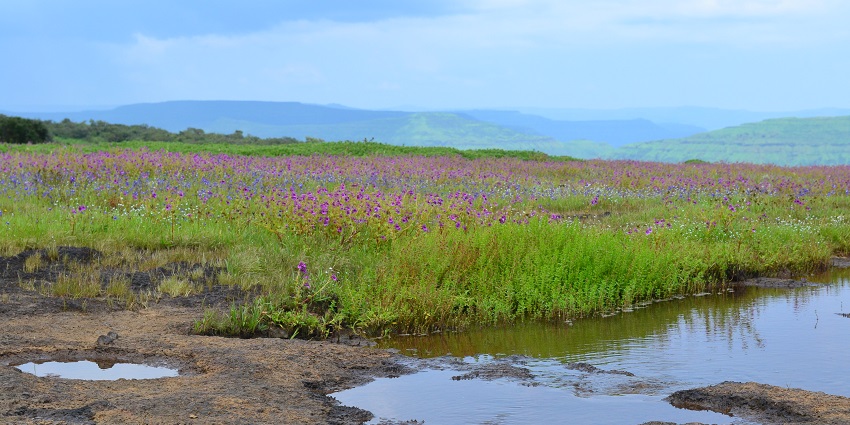 An image of Kaas Plateau near Vairatgarh Fort is famous for its seasonal wildflowers.