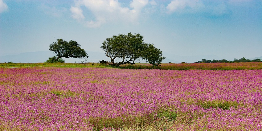 Kaas Plateau is a UNESCO site with vibrant seasonal wildflowers and biodiversity.
