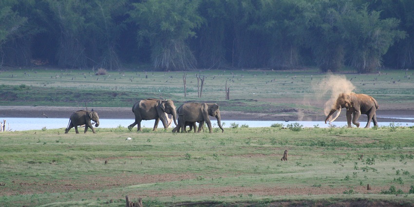 Elephant family on the Kabini River bank, one of the best places to visit near Bangalore.