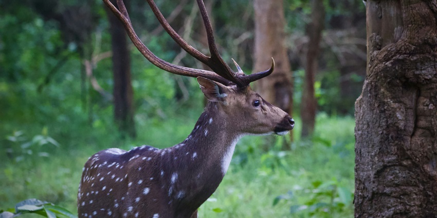 Kabini, the serene river features wildlife sightings and lush green landscapes for all.