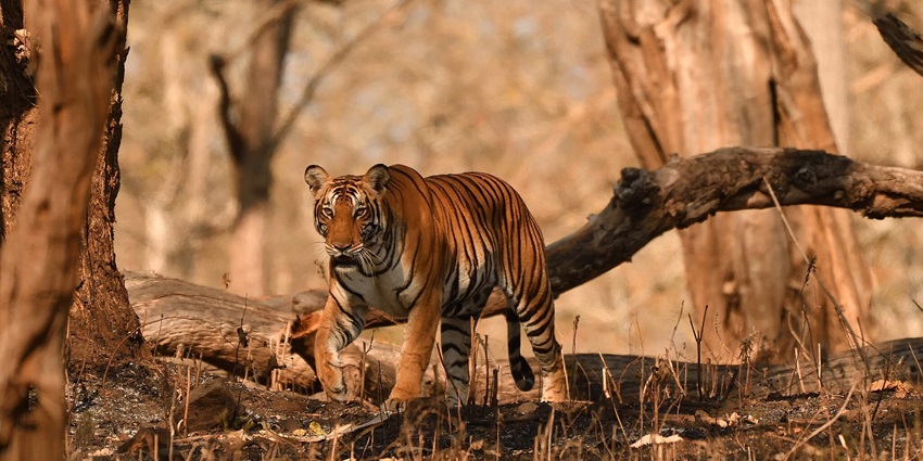 Kabini Sanctuary offer diverse wildlife, boating, and adventurous nature experiences.