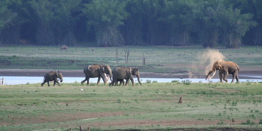 eautiful image of the herd of Elephant roaming around the river in the forest