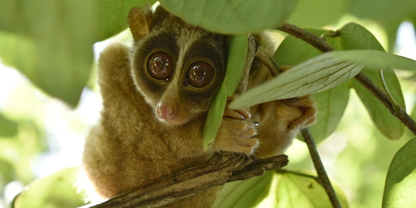 A dense forest habitat dedicated to the conservation of the endangered Slender Loris, one of the best places to visit in Karur.