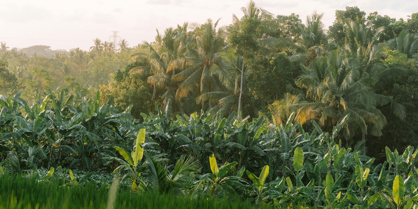 View of a banana plantation and palm trees reminiscent of the Kadugodi Plantation.