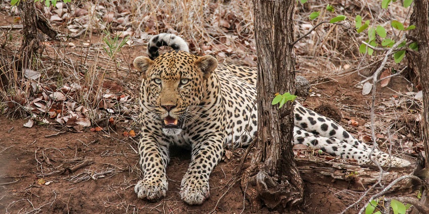 The Kailadevi Wildlife Sanctuary, one of the best places to visit near Timangarh Fort.