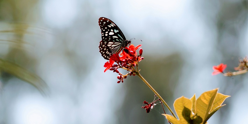 Kakatiya Zoological Park is a vibrant place, popular for its diverse range of butterflies.