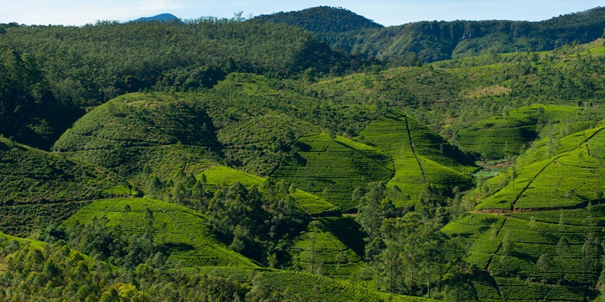 An image of the lush green hills of Kakkaveri, an off-beat hill station close to Erode