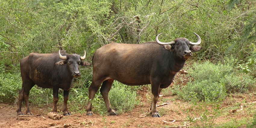 Feral buffaloes are seen in Kalakad-Mundanthurai Tiger Reserve in Moyar Valley
