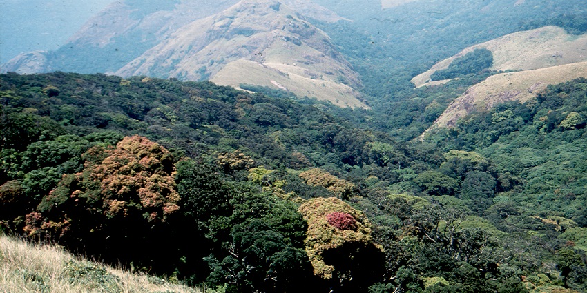 A picture of Kalakad, featuring green mountains.