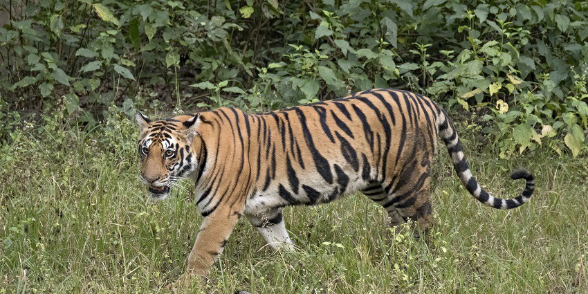 Tiger spotted at a tiger Kalakkad Mundanthurai Tiger reserve