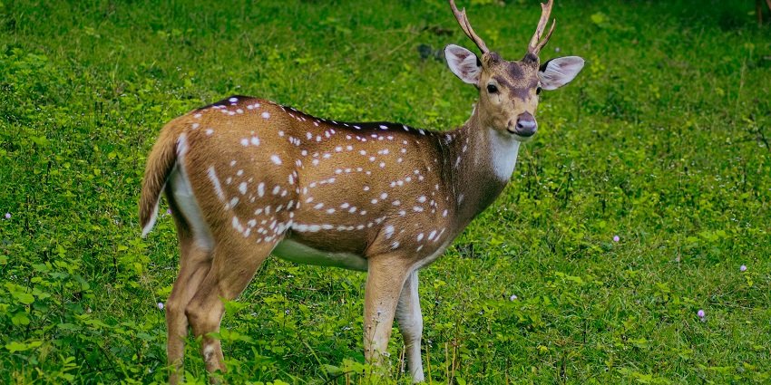 Take a walk on the wild side of the Kalakkad Mundanthurai Tiger Reserve and Sanctuary.